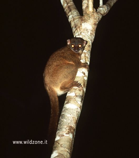 Lepilemure mustelino (Lepilemur mustelinus dorsalis)

